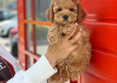 Safkan Toy Poodle Yavrularımız